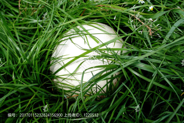 鴕鳥(niǎo)蛋