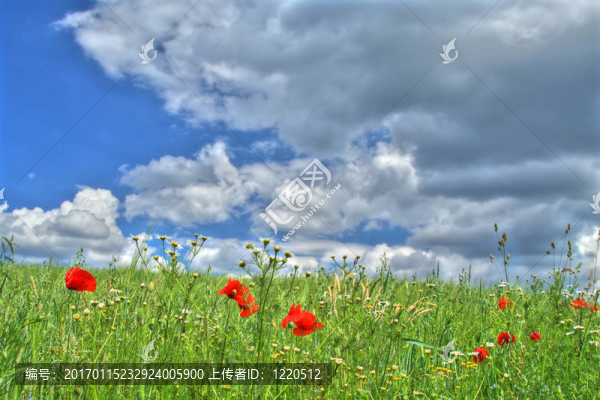 夏日的草地