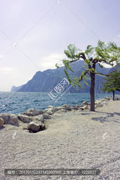 巖石海灘上的樹
