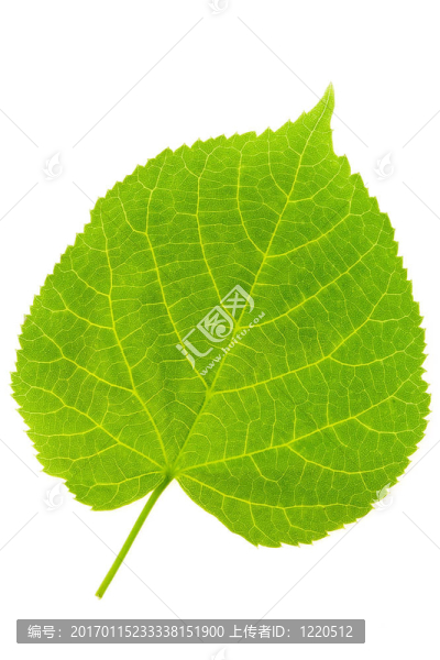 菩提樹的葉