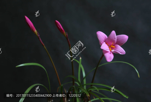 粉紅色的花