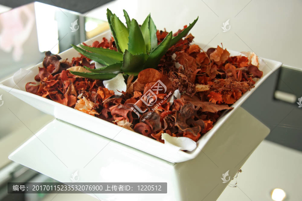室內(nèi)植物裝飾