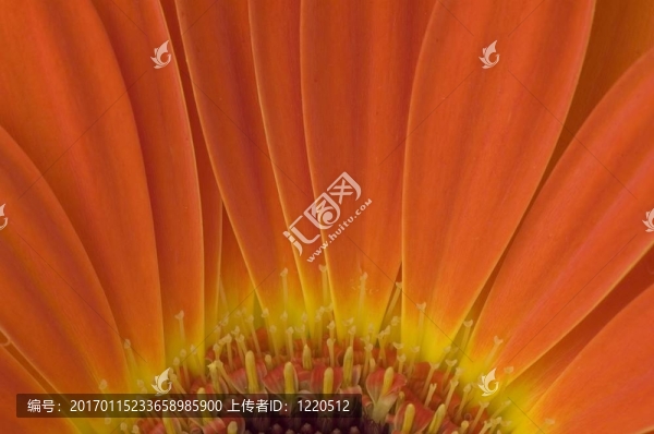 接近一朵橙色的花