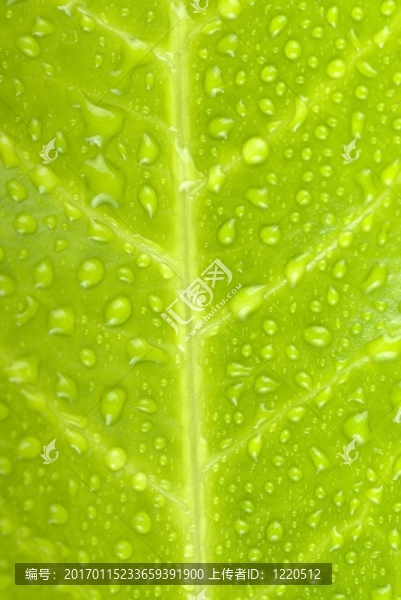 樹葉上的水滴