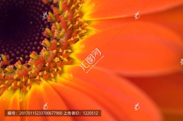 接近一朵橙色的花