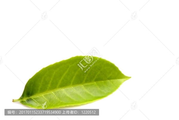 白葉綠葉