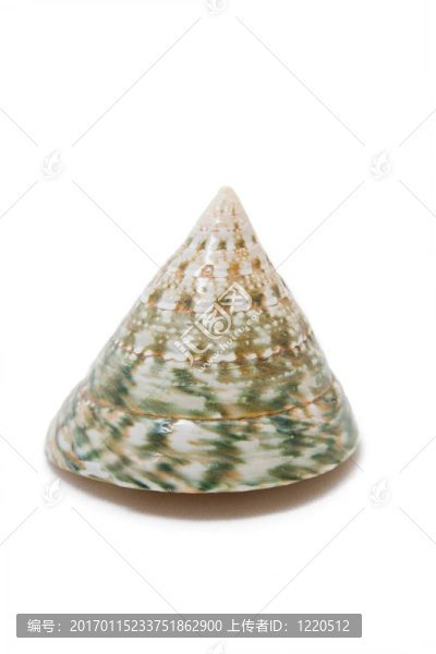 貽貝