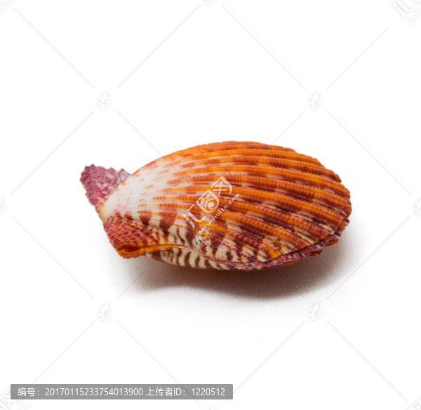 貽貝
