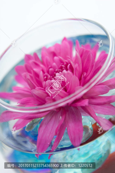 花瓶里的紫菀