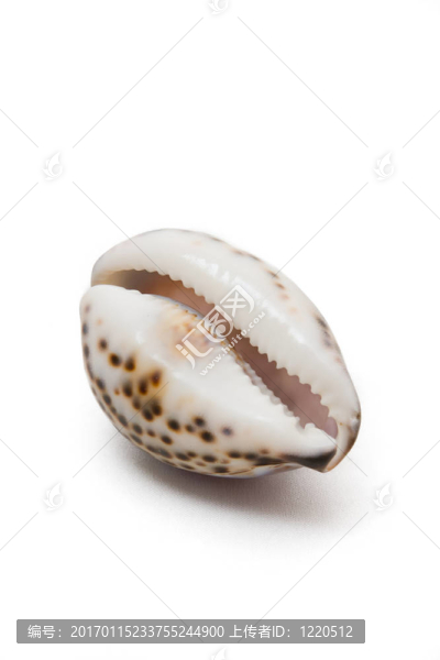 貽貝