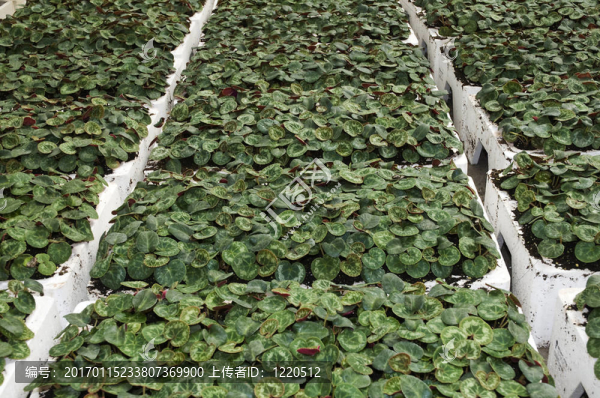 櫻草