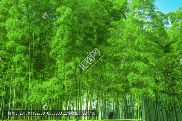 竹林素材,竹林高清