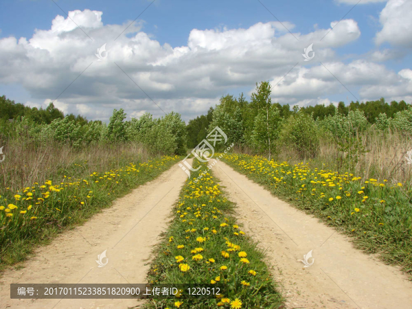 蒲公英的路
