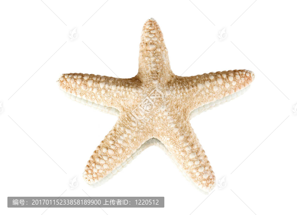 海星