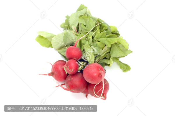 蘿卜