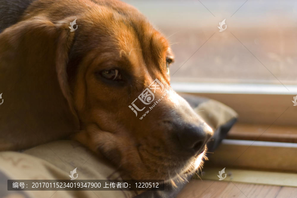 昏昏欲睡的小獵犬