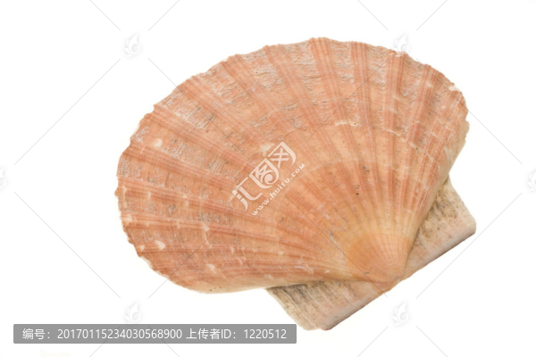 蛤殼