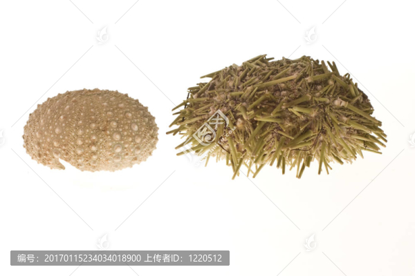 兩個(gè)海膽