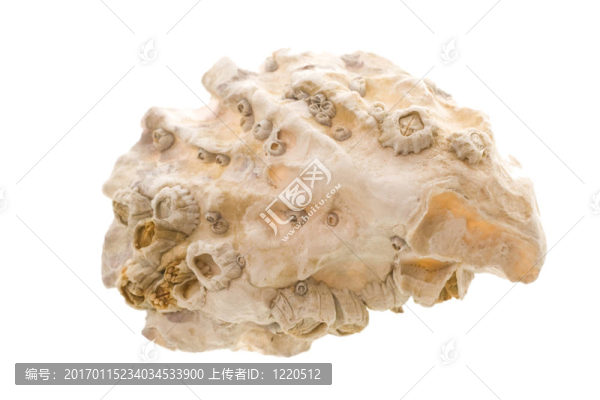 磨難殼