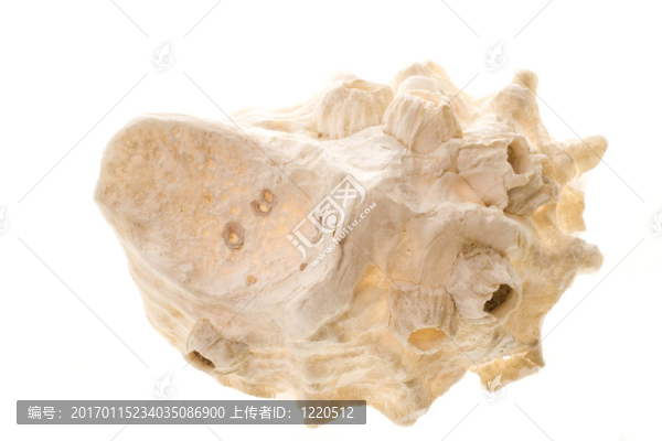 上面滿是殼