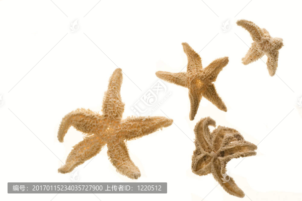 四海星干