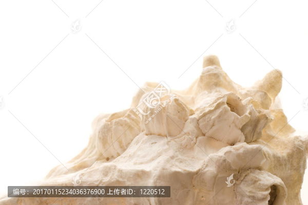 上面滿是殼
