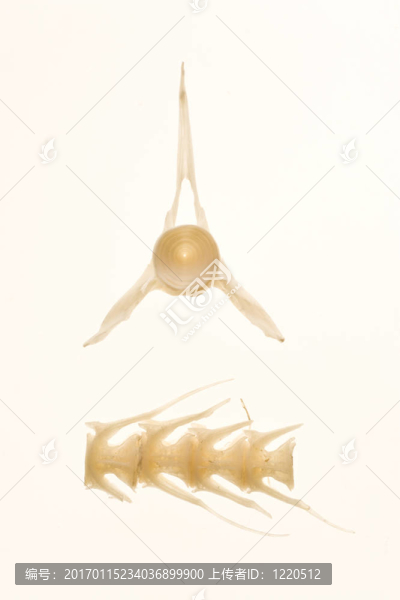 刺