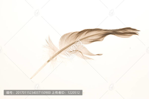 流浪的羽毛