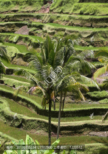 Rice梯田