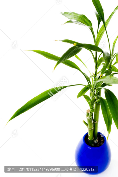 盆栽植物