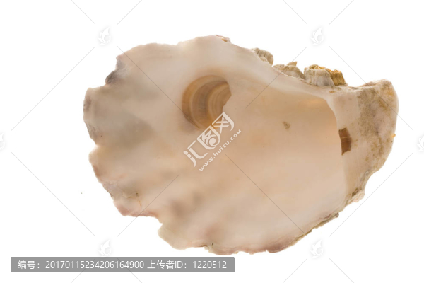 珀爾的母親