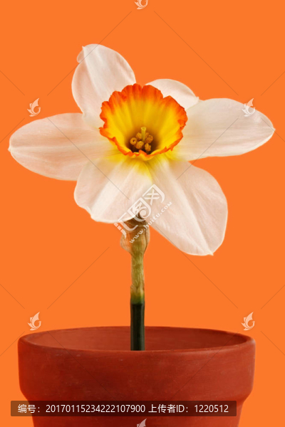 黃水仙的花