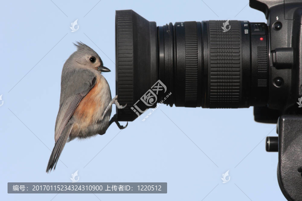 相機(jī)上的鳥