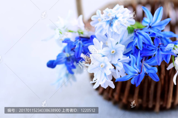 第一個春天的花朵