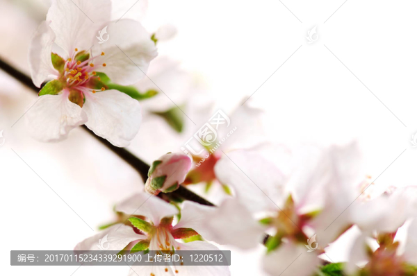 粉紅色的櫻花