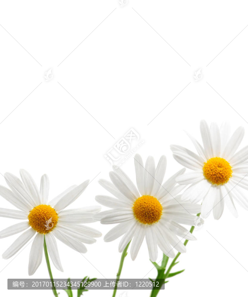 在白色背景的雛菊