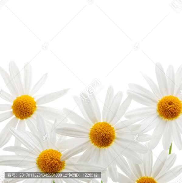 在白色背景的雛菊