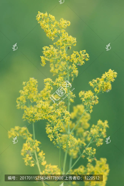 黃色的野花