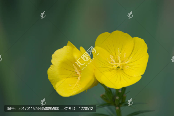 月見草
