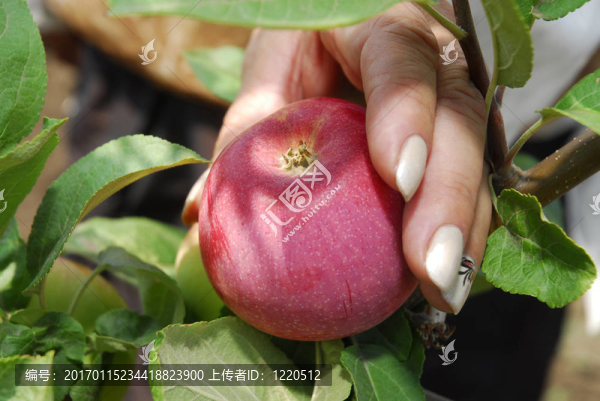 一方面與蘋果