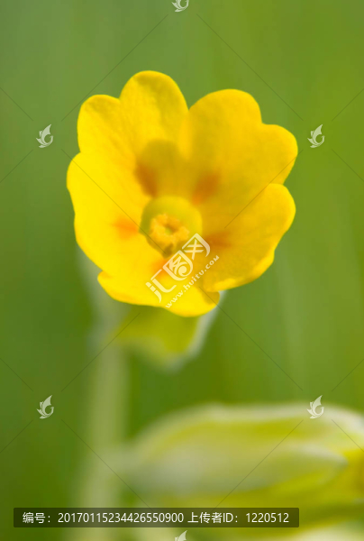 西洋櫻草