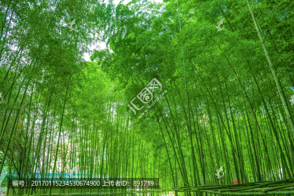 陽光竹林,竹林,竹子,竹枝