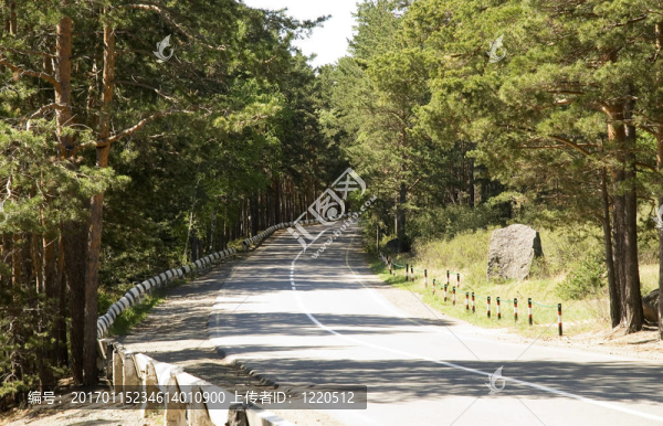 道路和森林