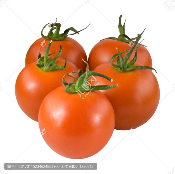 tomato7