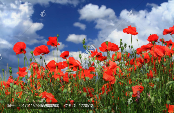 紅罌粟花的田野