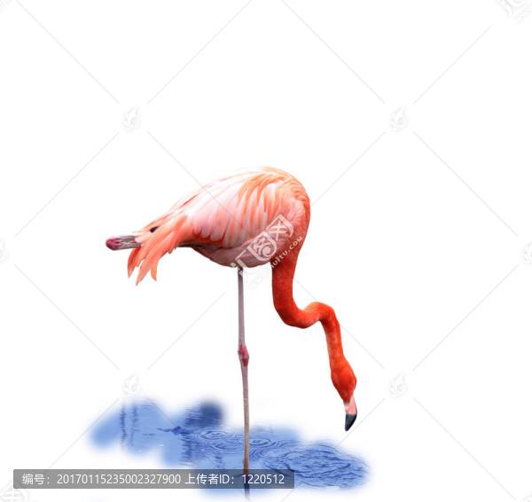 漂亮的粉紅色的火烈鳥