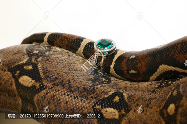 蛇8