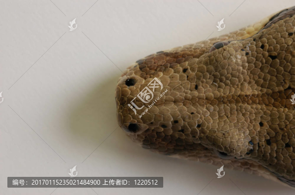 蛇14
