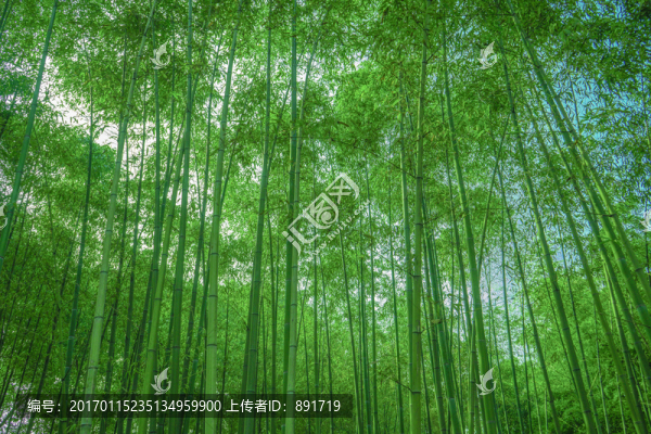 竹林,竹子,竹枝,竹林背景高清