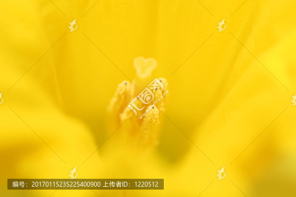 水仙花的宏